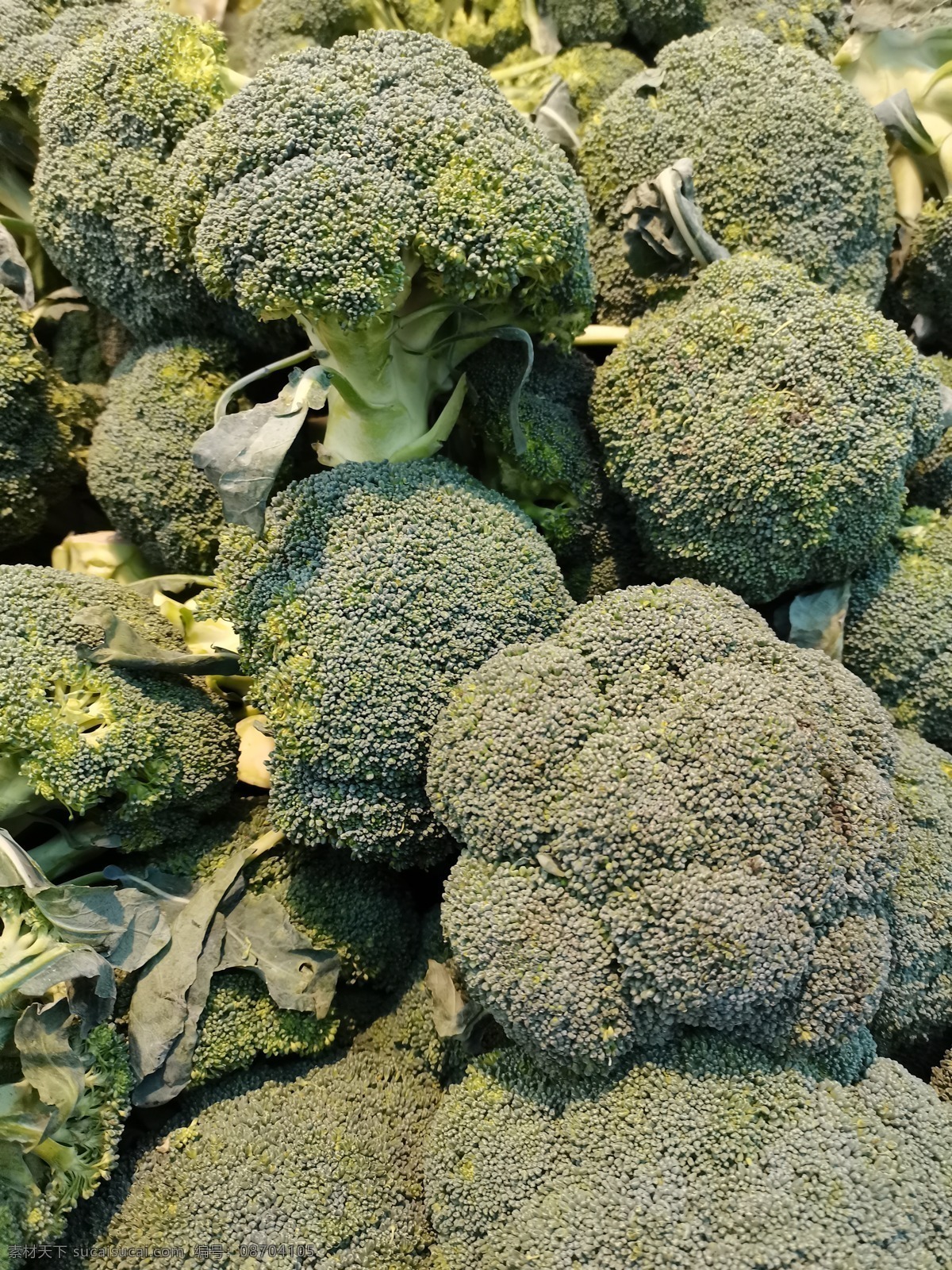 西兰花图片 西兰花 蔬菜 超市 零售 菜 营养 健康 绿色 维生素 生物世界