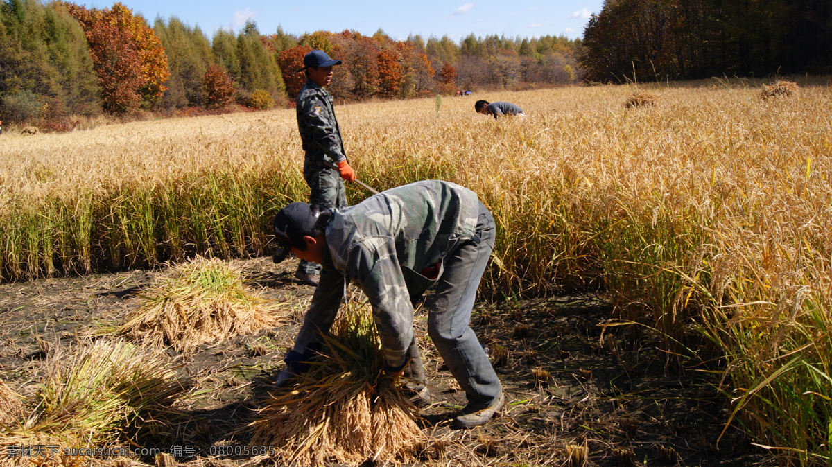 收割水稻 人工收割水稻 水稻 农田劳动 农活 农业 农业生产 现代科技