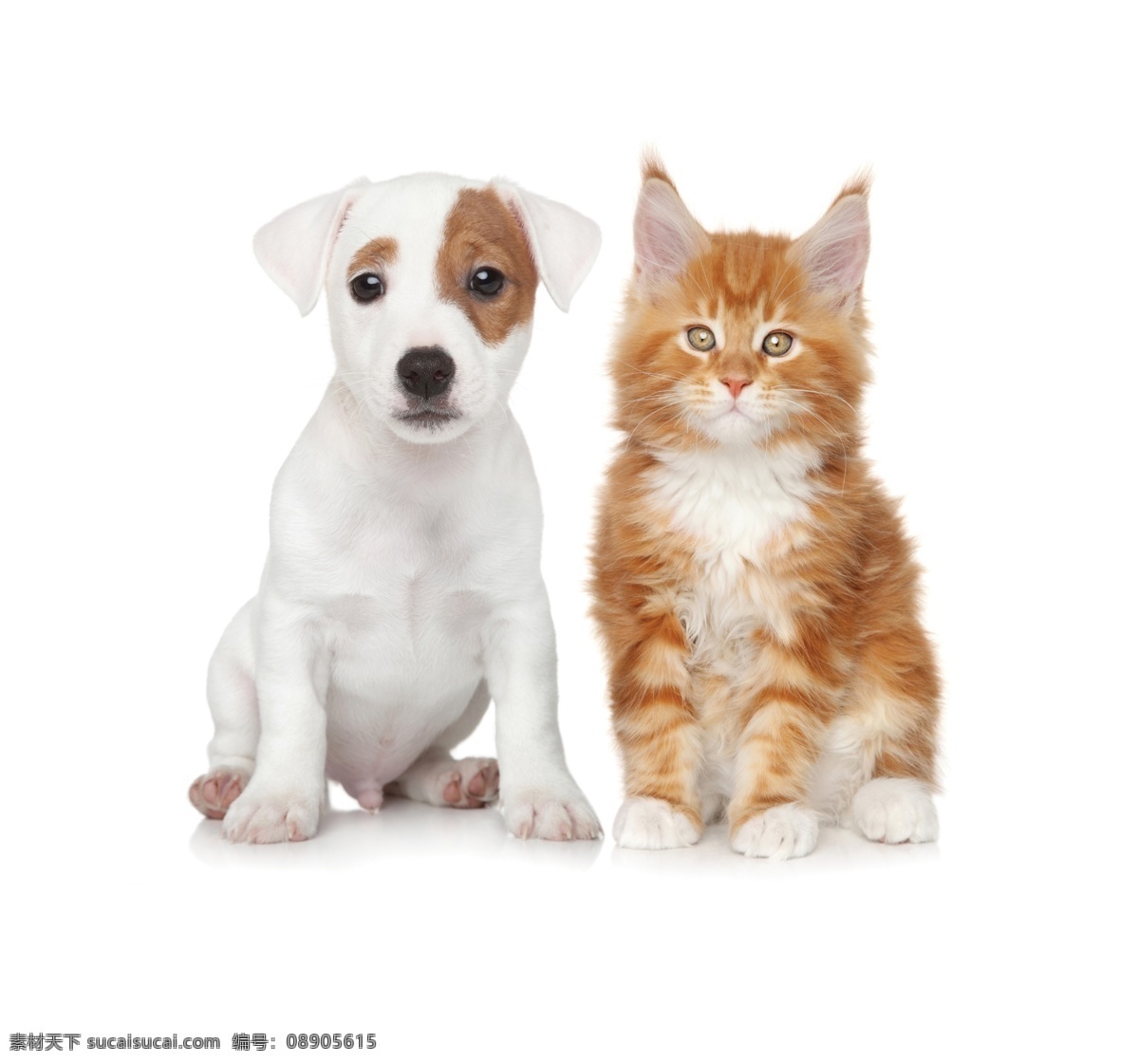 宠物 桔猫 狗 图 包装设计