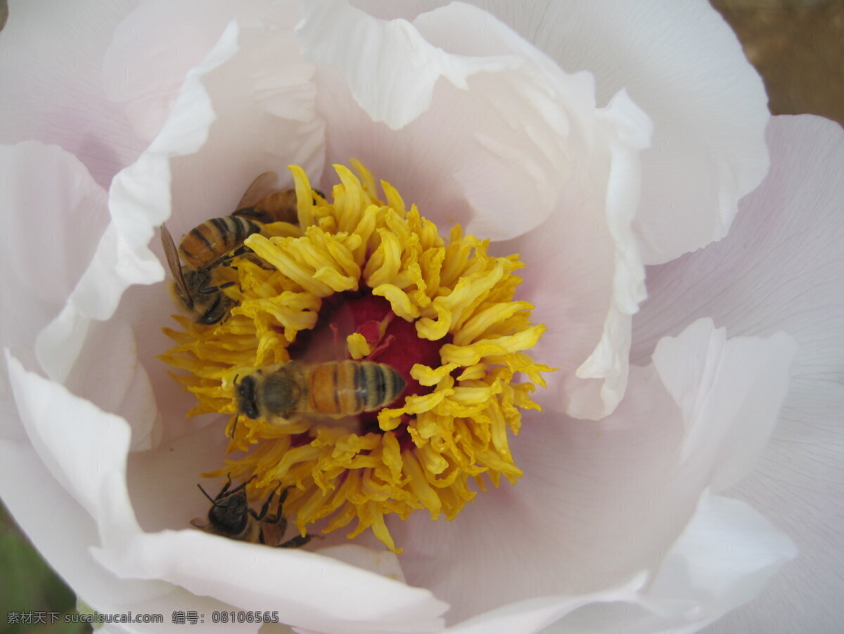 蜜蜂 牡丹