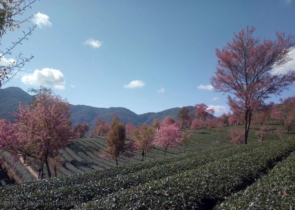 茶园 茶山 花树 山树林 蓝天 白云 花草 旅游摄影 国内旅游