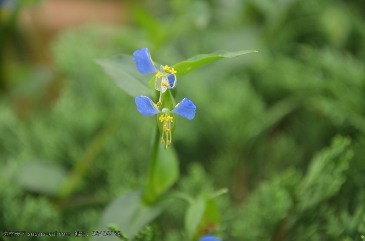 鸭跖草 野花野草 竹节菜 鸭鹊草 耳环草 蓝花菜 翠蝴蝶 三角菜 蓝花水竹草 淡竹叶 聚伞花序 三瓣 深蓝色 两朵 花草 生物世界