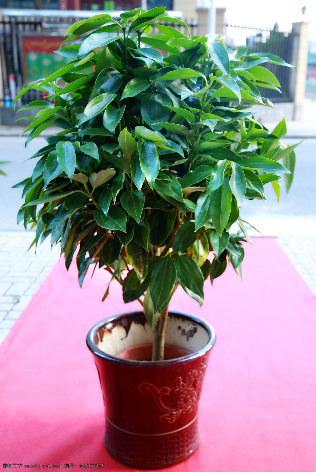 平安树 室内盘栽 绿色盘栽 风水盘栽 美化环境树 生物世界 树木树叶