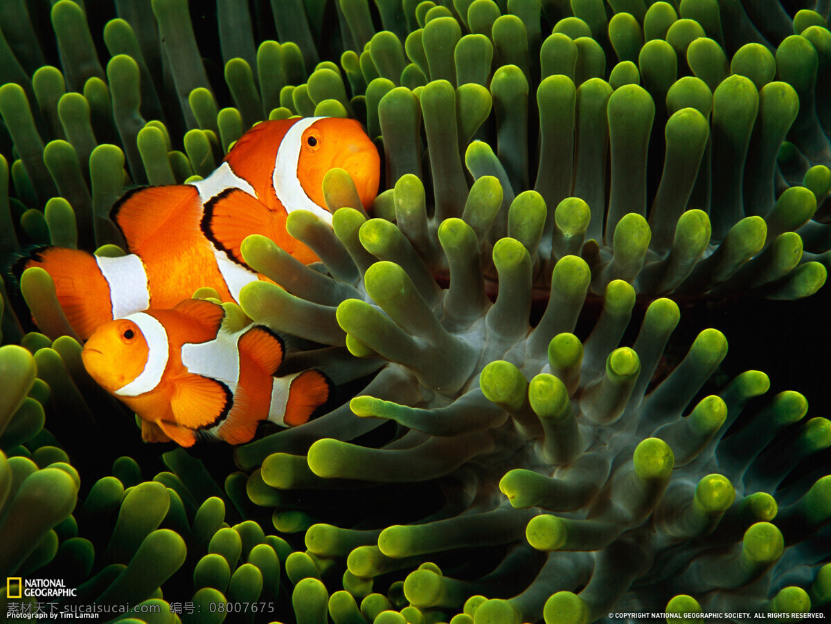 可爱 小丑 鱼 高清图 海底世界 海底总动员 海洋生物 珊瑚 小丑鱼 生物世界