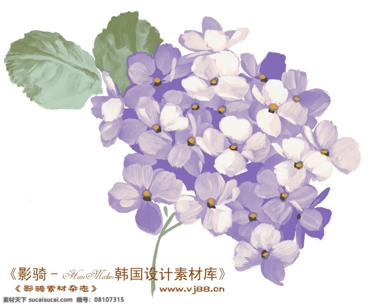 花纹 花朵 hanmaker 韩国 设计素材 库 花纹花朵 装饰修饰 家居装饰素材