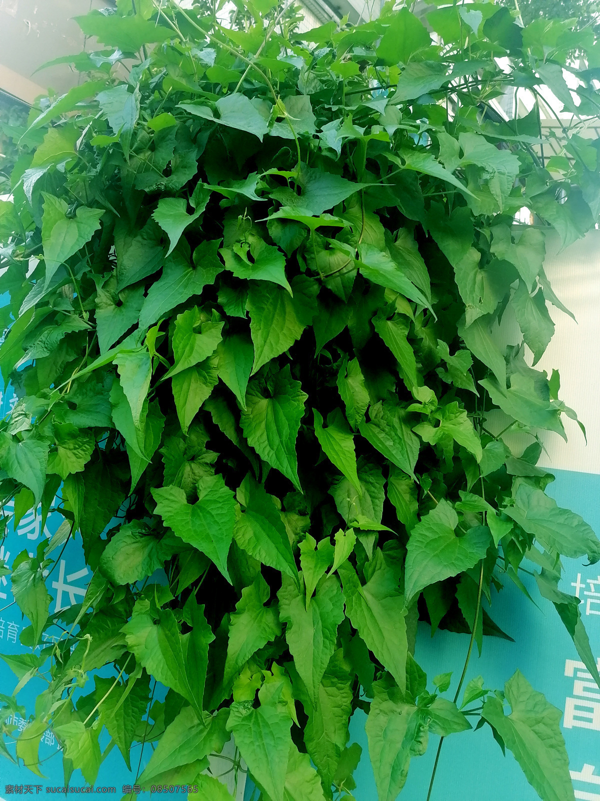 花藤图片 花藤 绿叶 篱笆 叶子 绿色背景 生物世界 树木树叶
