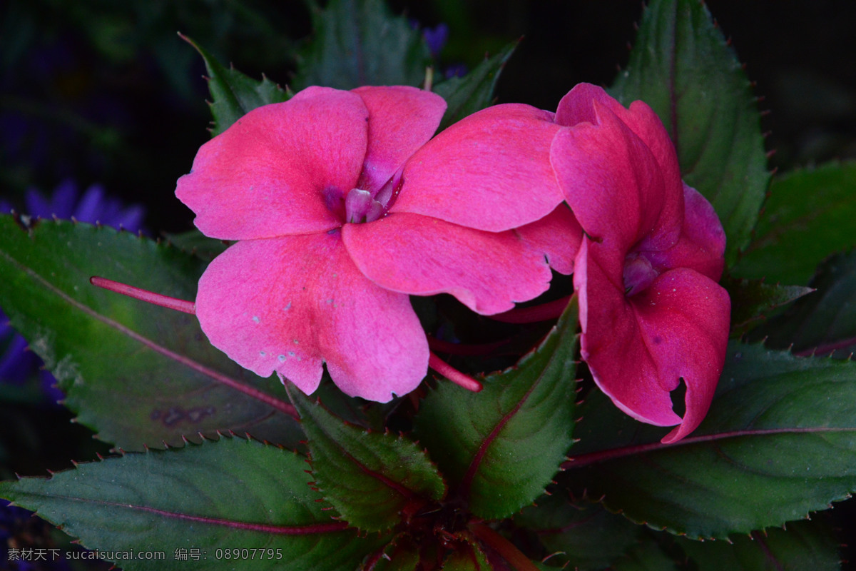 凤仙花 指甲花 急性子 凤仙 花卉 花草 花朵 花瓣 观赏花卉 绿化景观 菊菊花 生物世界