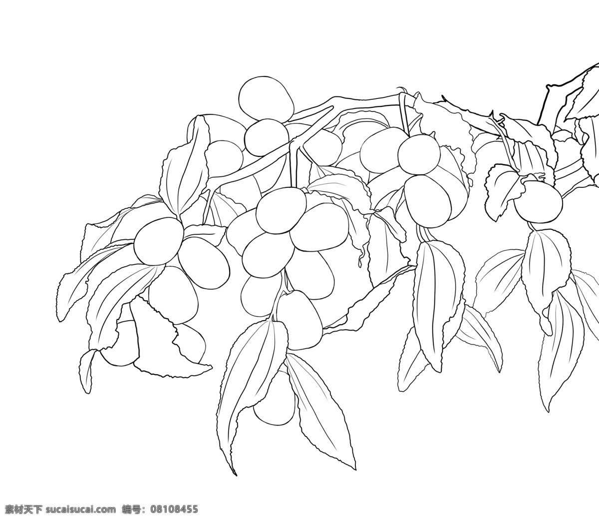 红枣图片 红枣插画 红枣素材 手绘红枣 线描红枣 红枣