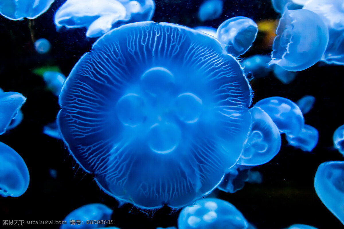 海洋 蓝色 水母 高清 海洋生物 海水 海底