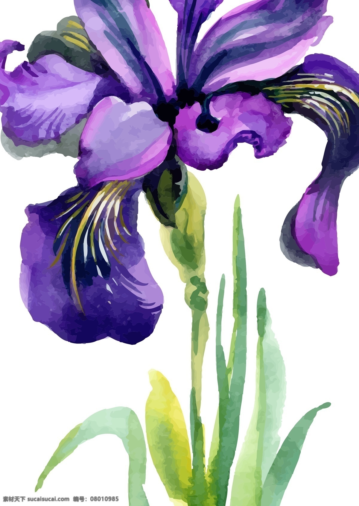 水彩 绘 兰花 插画 植物 水彩绘 紫色