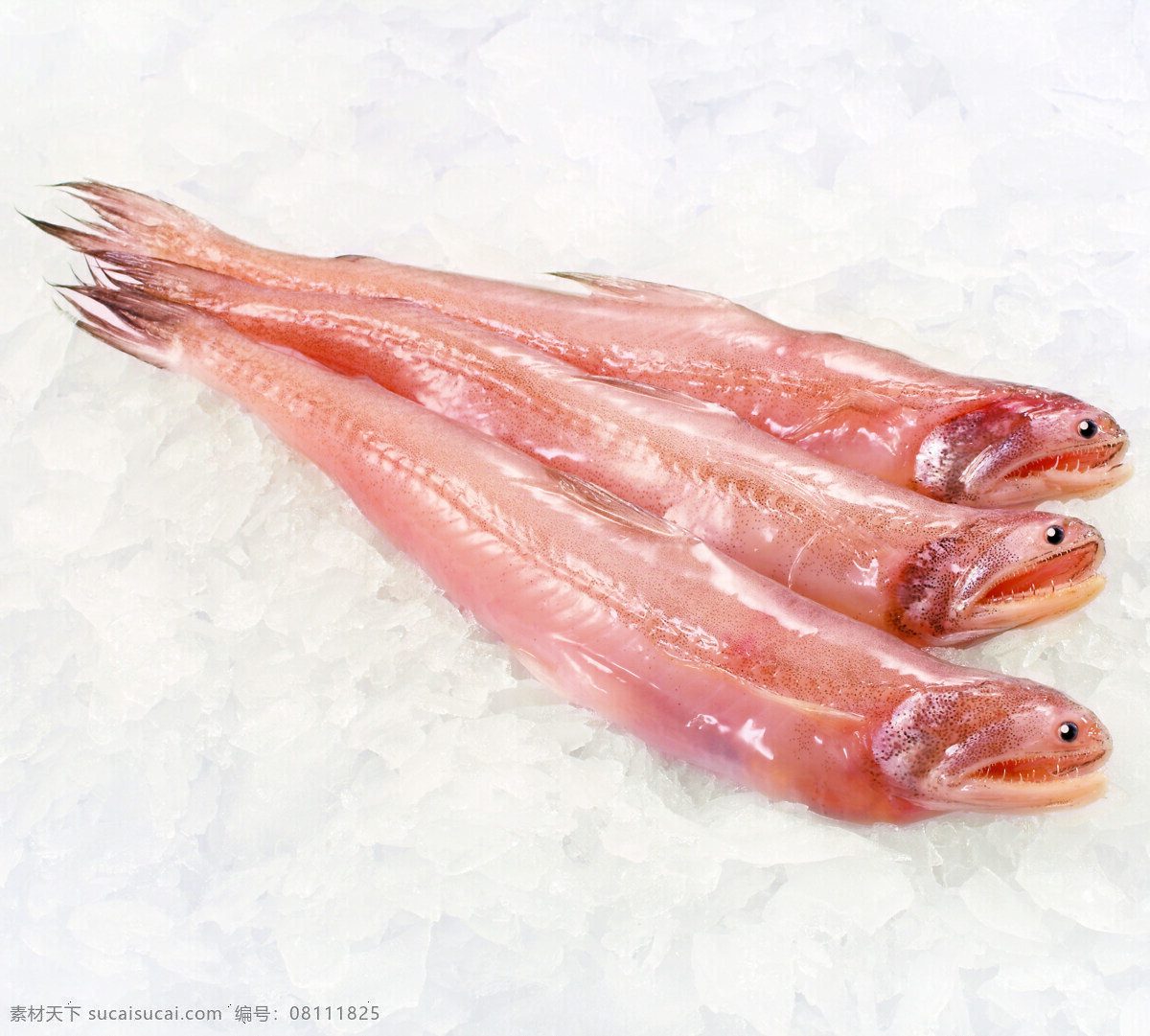 龙头鱼 水产 海鲜 肉 食物原料 餐饮美食