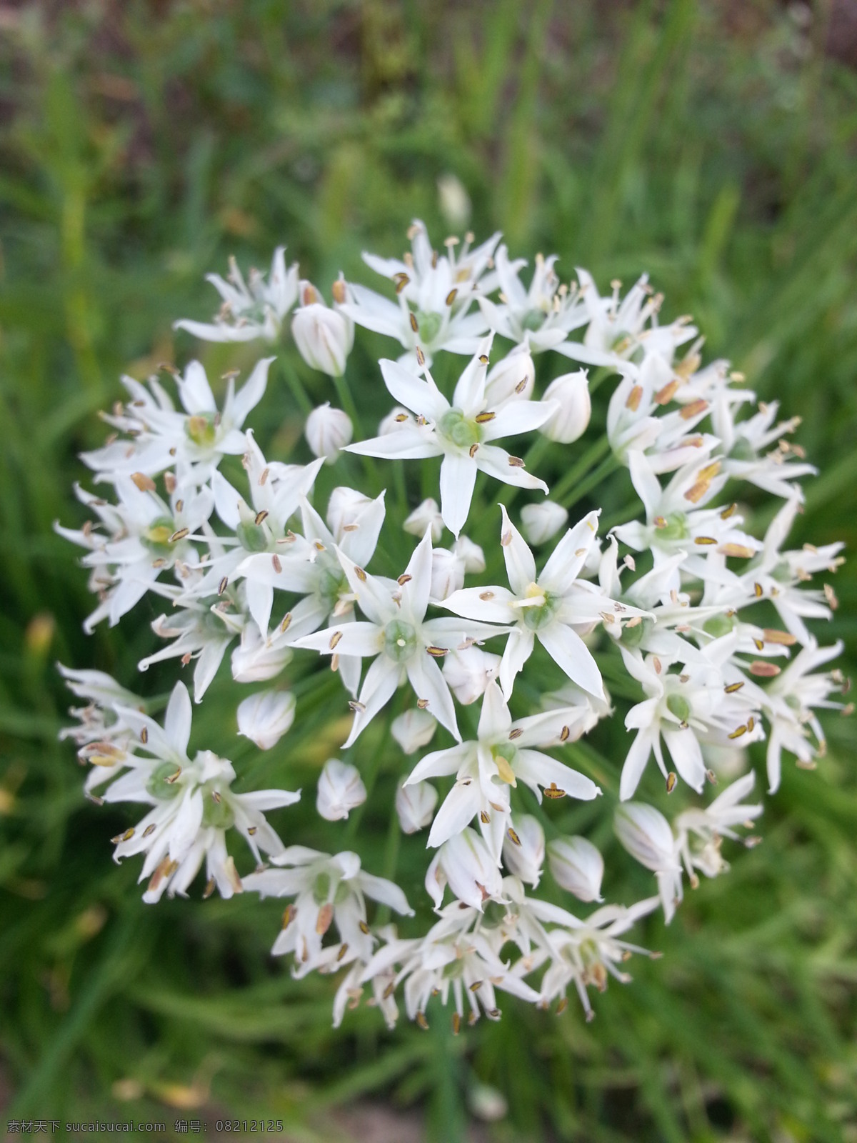 韭菜花 韭菜 花 生物世界 花草