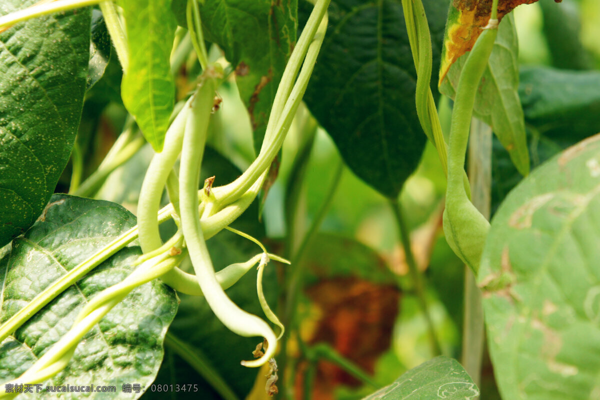 豆角 绿植 植物 绿叶 大棚 蔬菜 生物世界 绿色