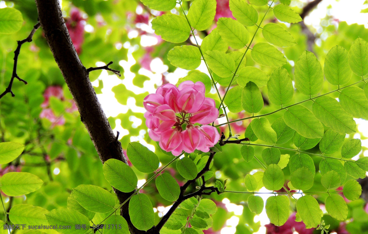 槐花 槐树 红槐花 春天 槐花饼 生物世界 花草 绿色