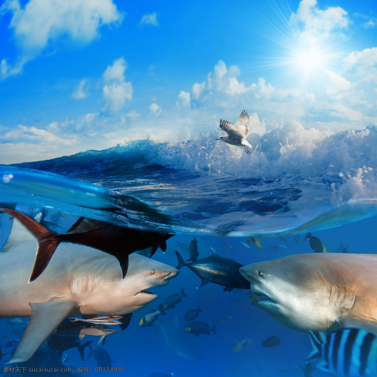 大海 里 动物 鱼 鲨鱼 海鸥 天空 白云 阳光 浪花 海水 自然风光 景观 景区 旅游 自然风景 自然景观 蓝色