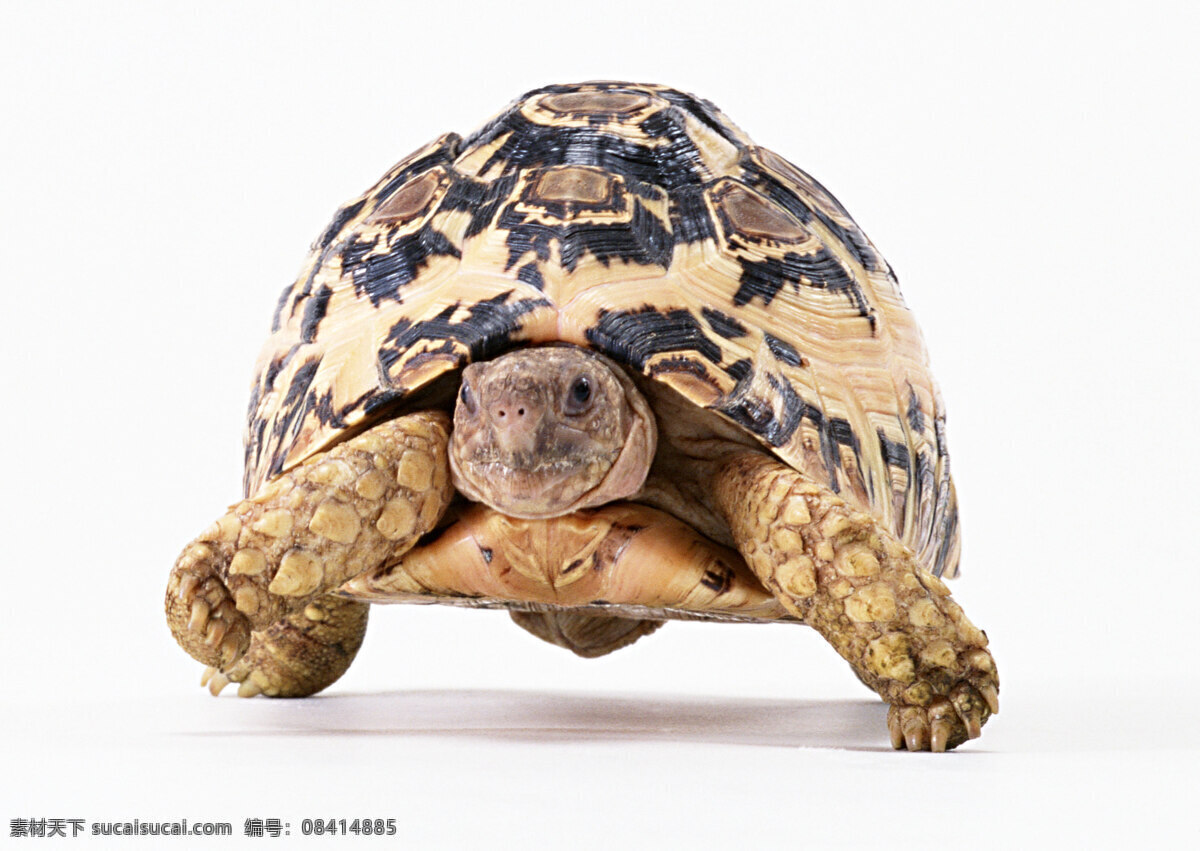 乌龟免费下载 动物 乌龟 爬行动物 生物世界