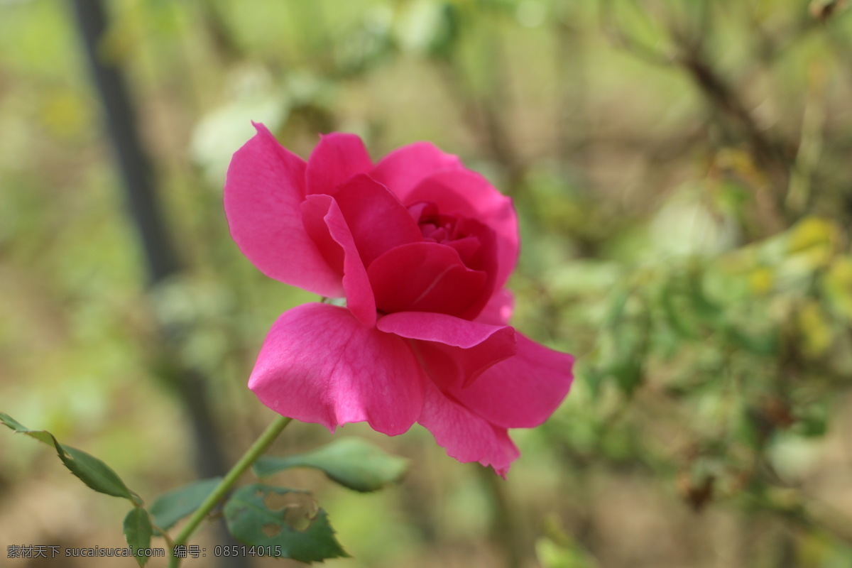 红花配绿叶 绿草 绿草植株 绿色 绿色植物 植物 花草 花朵 璞子摄影 璞子的家 璞子 恒丰佳苑 自然摄影 大自然摄影 大自然 生物世界