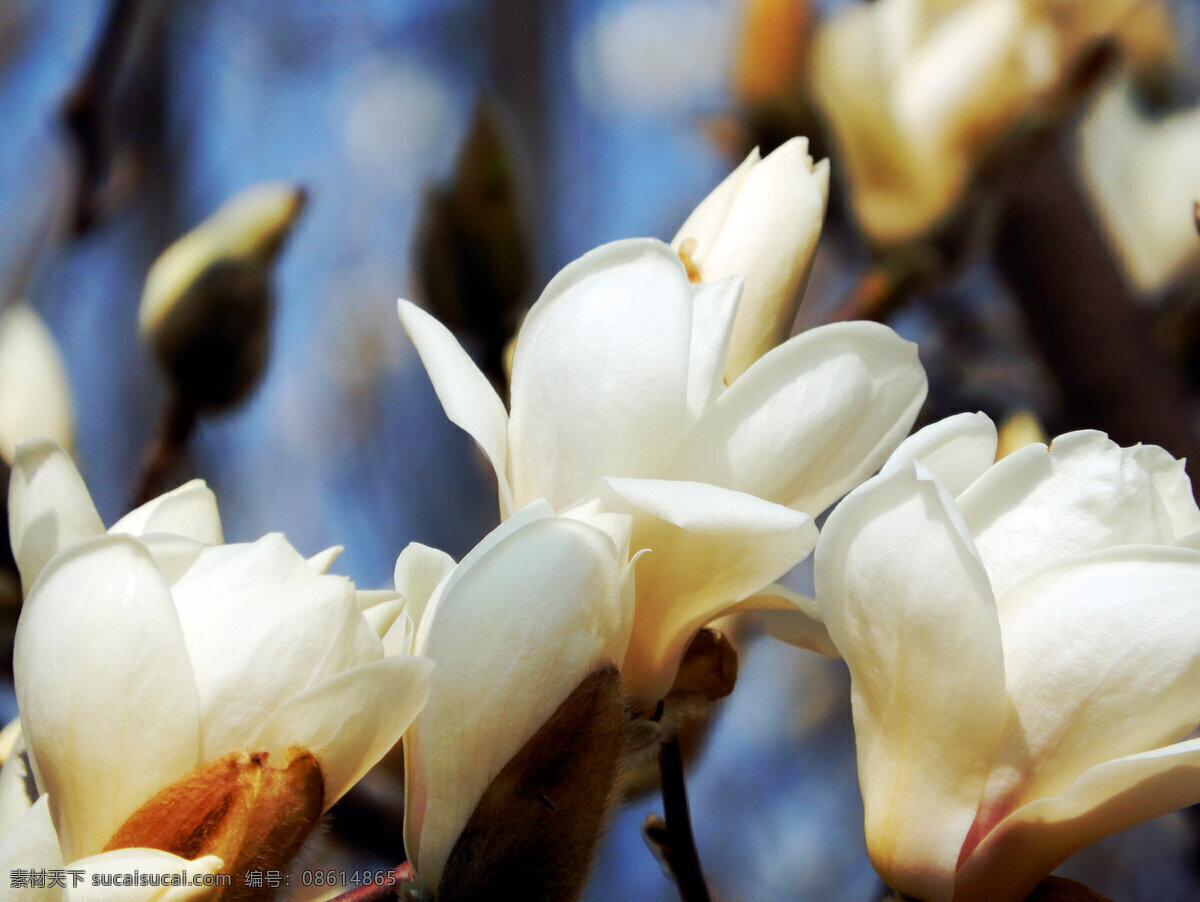 白玉兰 玉兰花 白色花朵 鲜花 盛开 花瓣 植物 春天 生物世界 花草