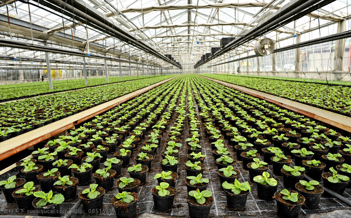 温室大棚 大棚种植 蔬菜大棚 无土栽培 大棚 蔬菜 现代农业 生物世界 现代科技 农业生产