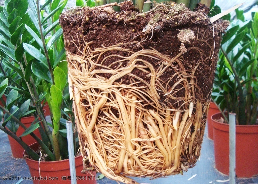 金钱树根系 大盆栽 自然 植物 金钱树 生物世界 花草