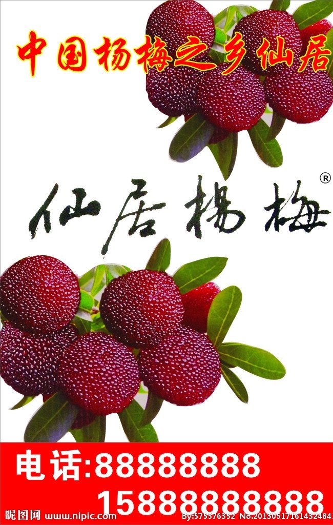 杨梅 红色 中国杨梅之乡 白底 仙居杨梅 矢量