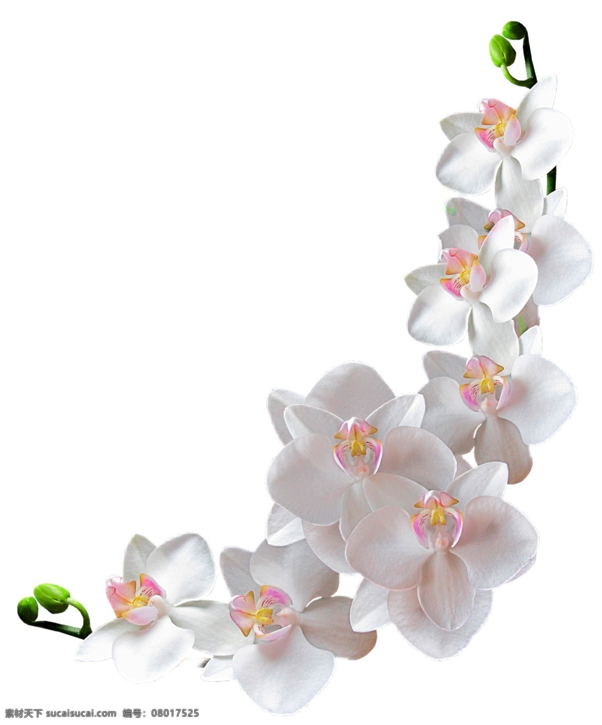 鲜花花瓣素材 鲜花 花瓣 花朵 树枝 实物 植物 免抠