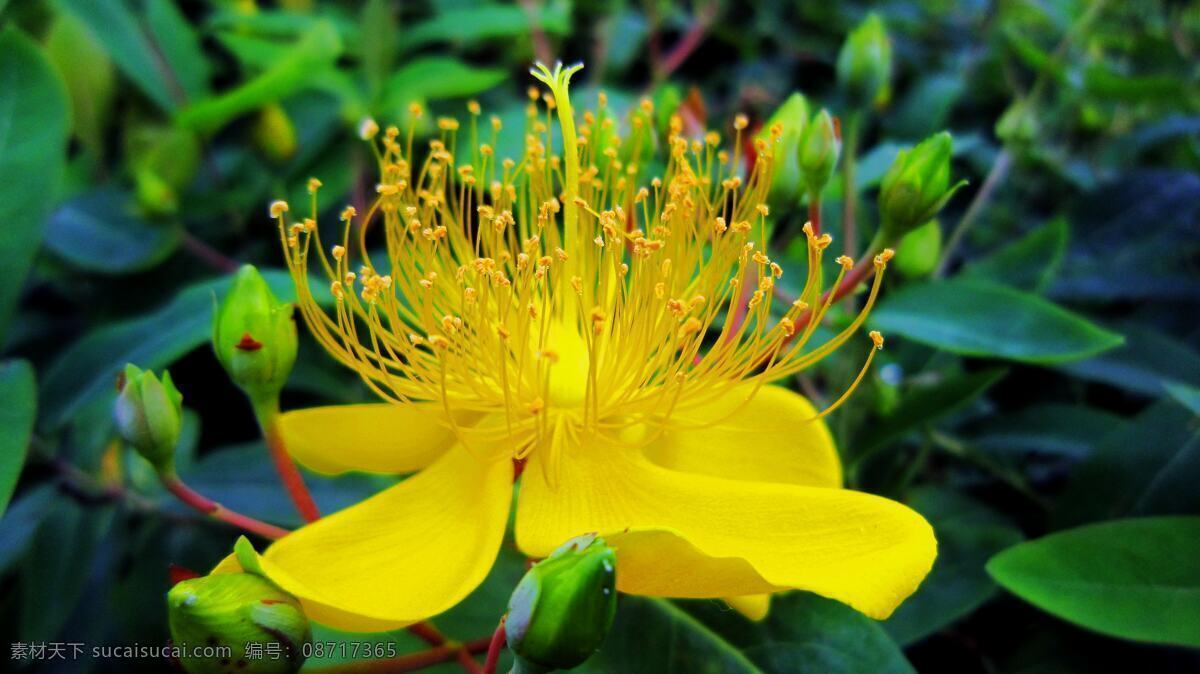 金丝桃 金黄色花 花丝 花蕾 绿叶 花草 生物世界