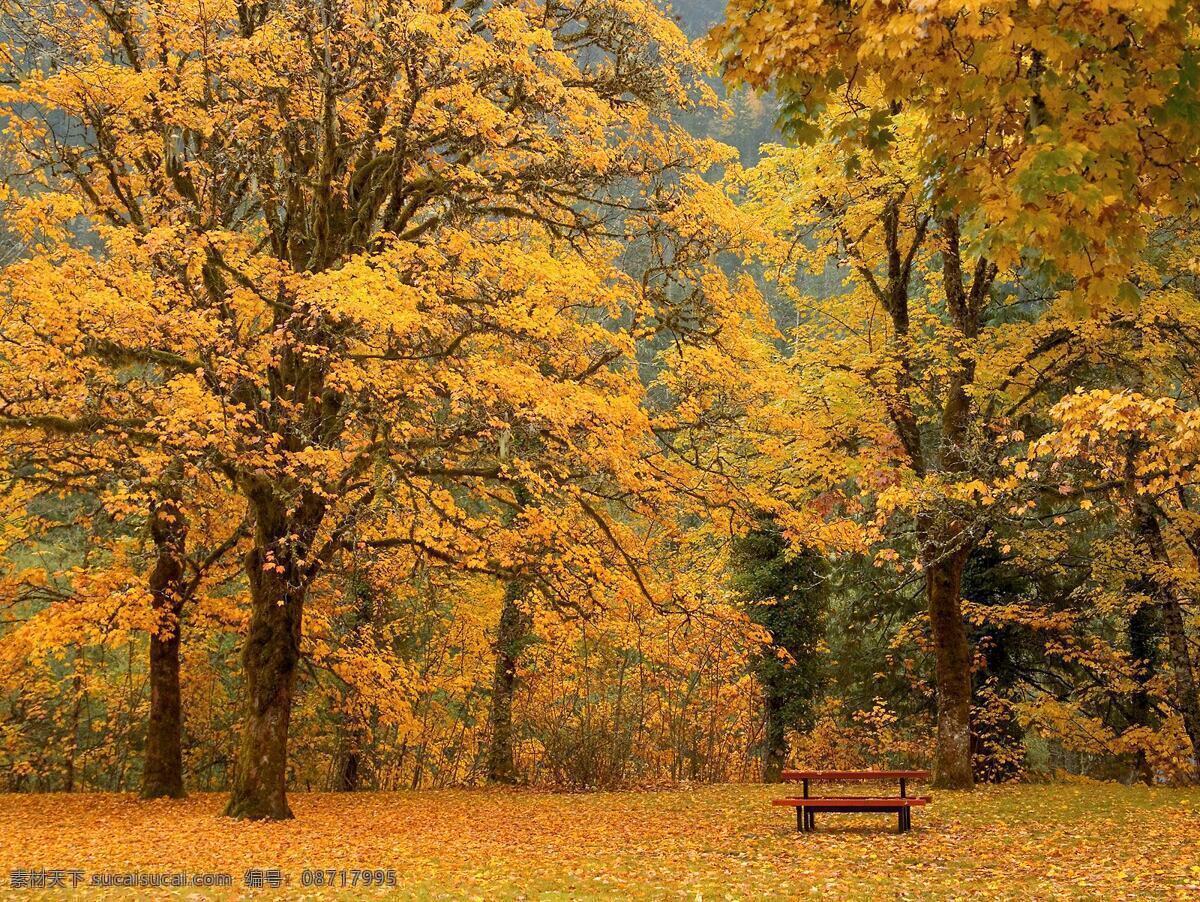 秋天 景色 长椅 大树 风景 高清 落叶 自然 背景图片