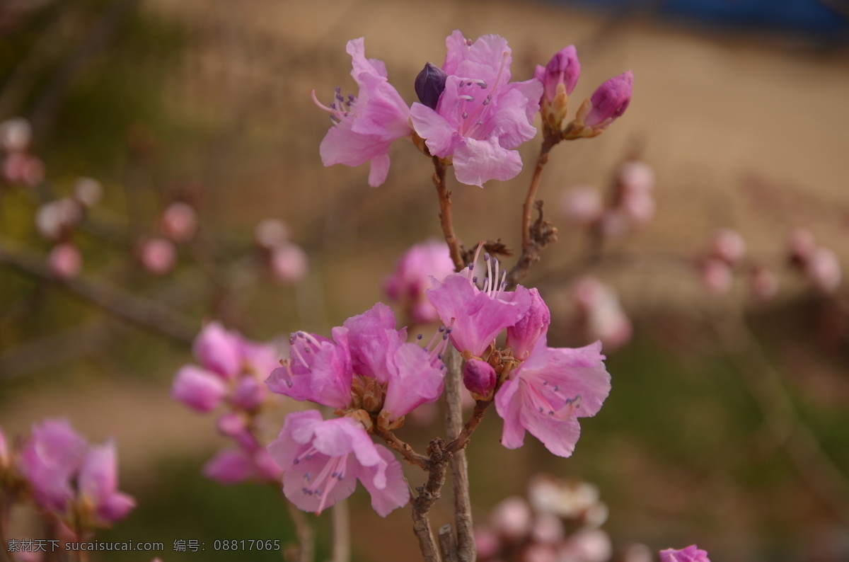 花卉 映山红 杜鹃 花顶生 总状花序 花冠 漏斗状 淡紫红色 花卉系列 生物世界 花草 黑色