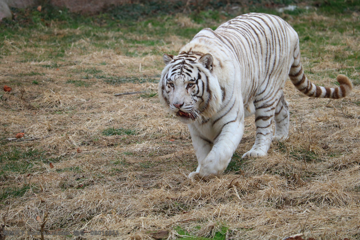 白虎之怒 动物 老虎 虎 白虎 动物素材 动物园 网站素材 网页素材 珍稀物种 野生动物 生物世界