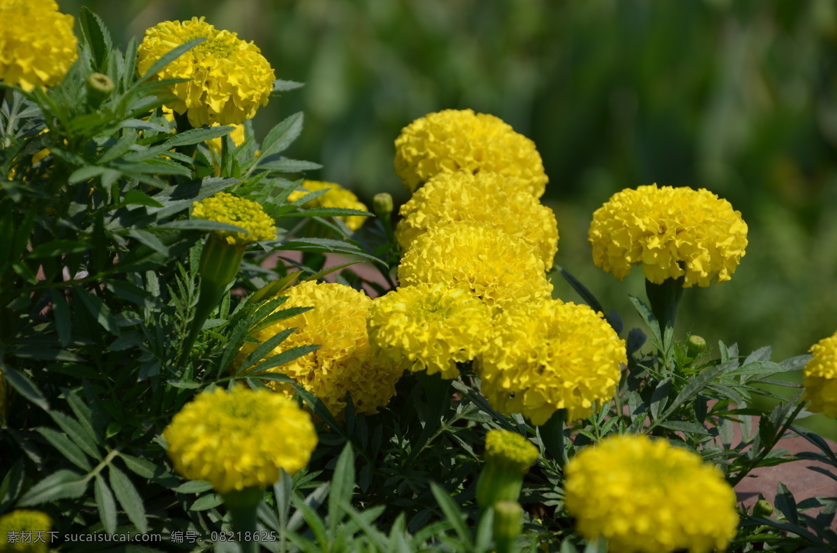 黄菊花 菊花 秋菊 花朵 植物 绿叶 清新 壁纸 花草 生物世界 黑色