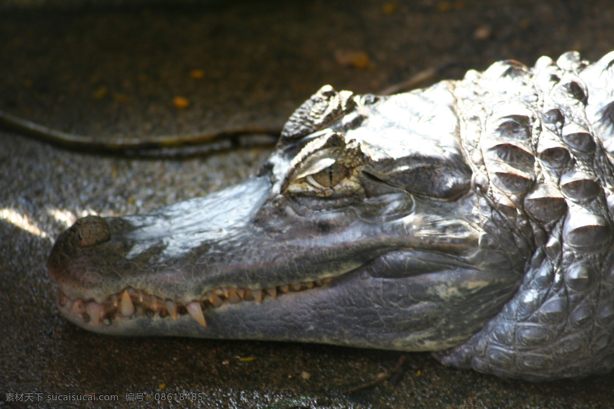 鳄鱼 爬行动物 生物世界 两栖爬行动物 摄影图库 河川海洋生物 海洋生物