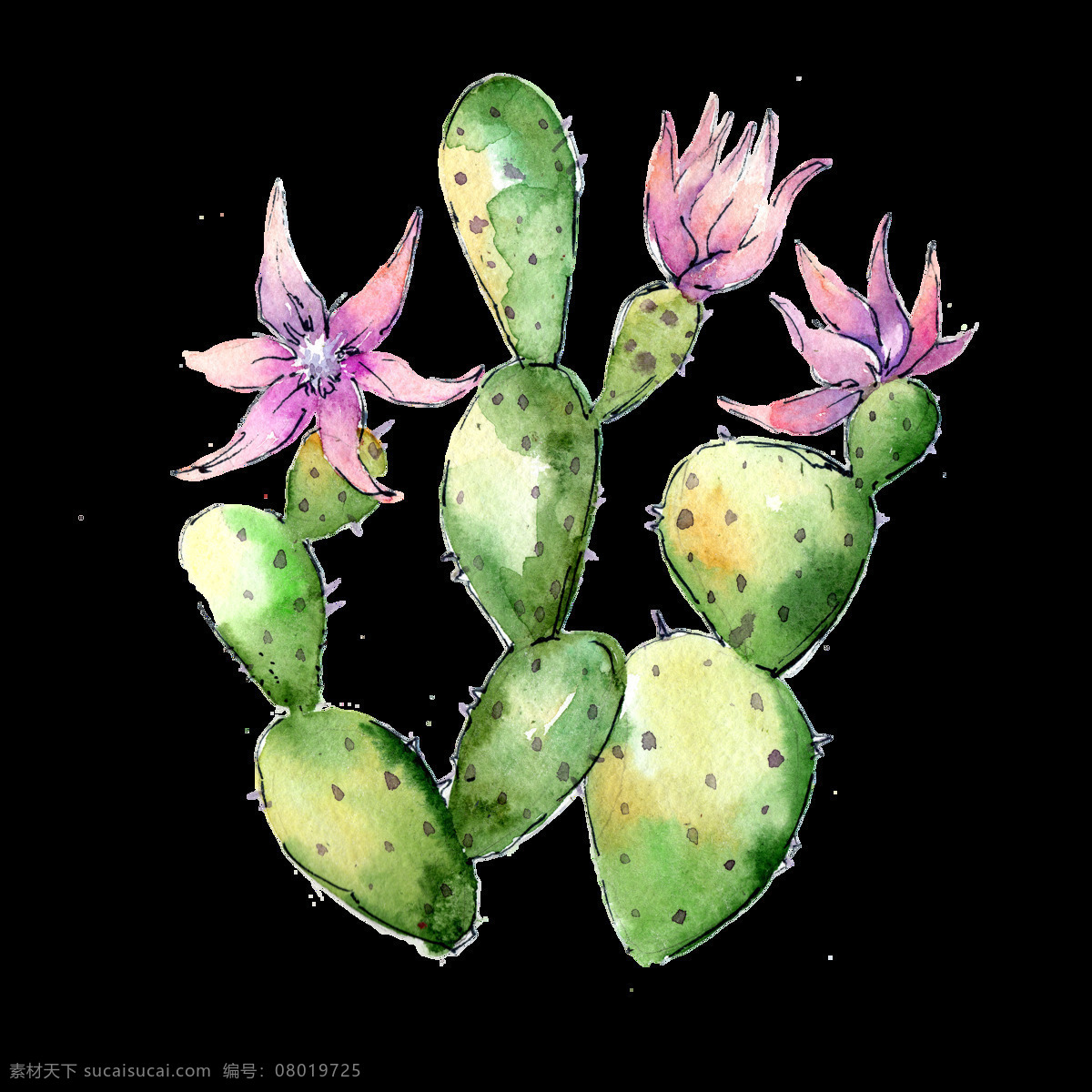 手绘 开花 仙人掌 透明 防辐射 免扣素材 水彩 透明素材 有刺 植物 装饰图案 紫粉色花