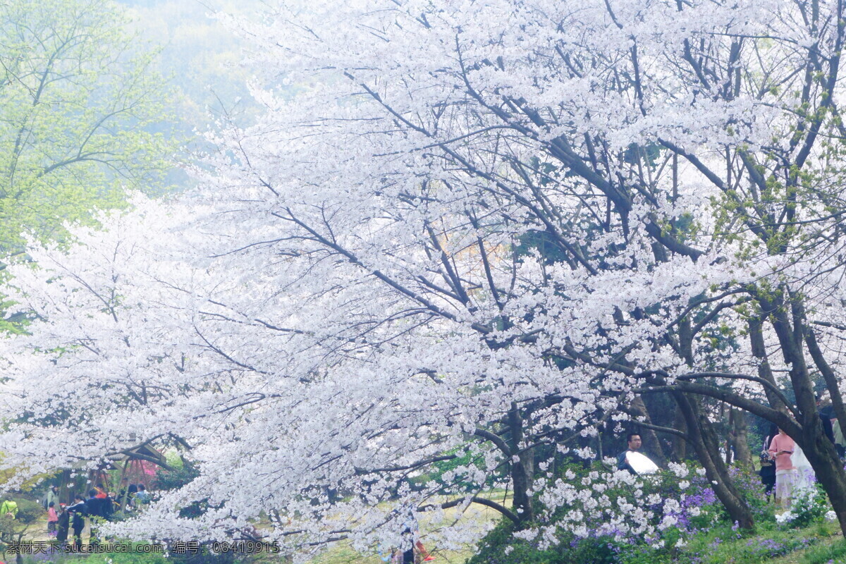 樱花 风景 春天 风光 树 旅游摄影 国内旅游