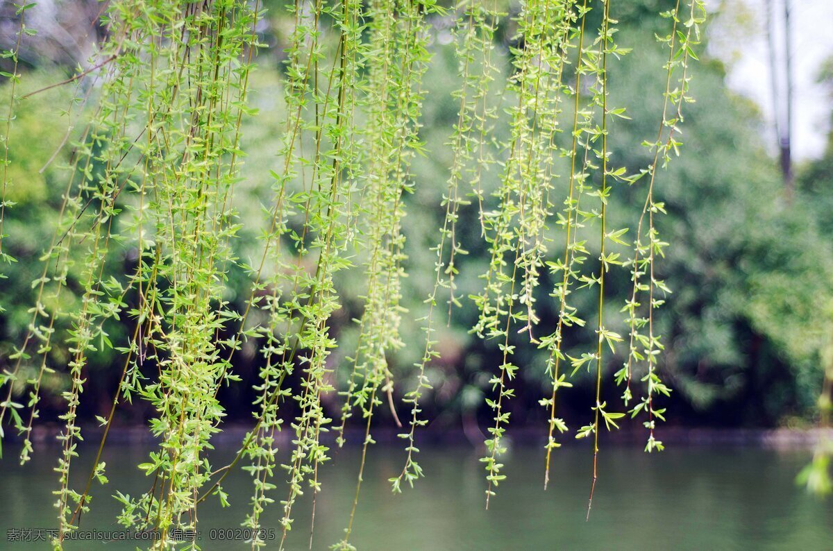 柳树 河边 柳枝 春 绿色 柳芽 生物世界 花草