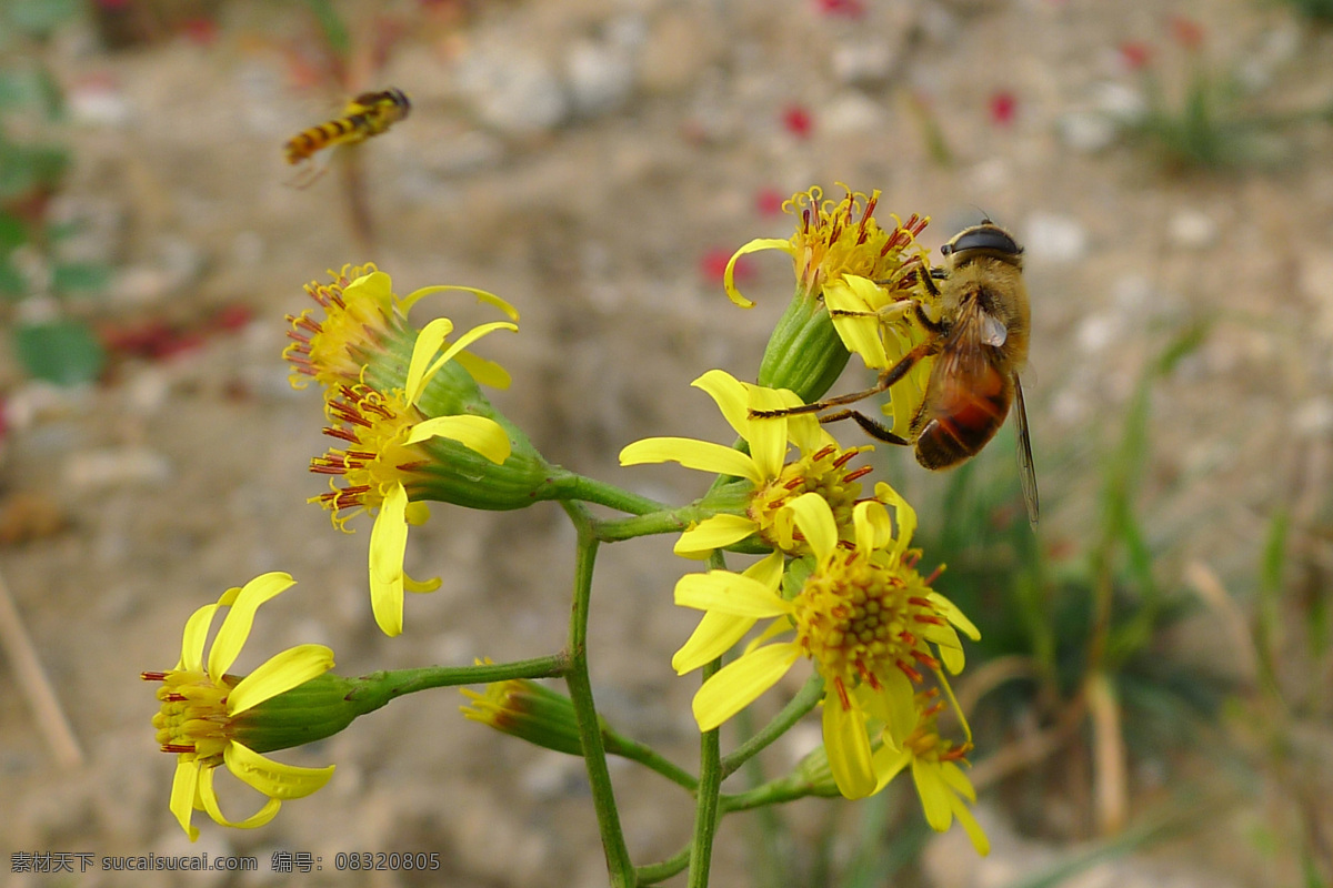 野 菊花 花儿 昆虫 生物世界 小蜜蜂 野菊花 蜂与花儿