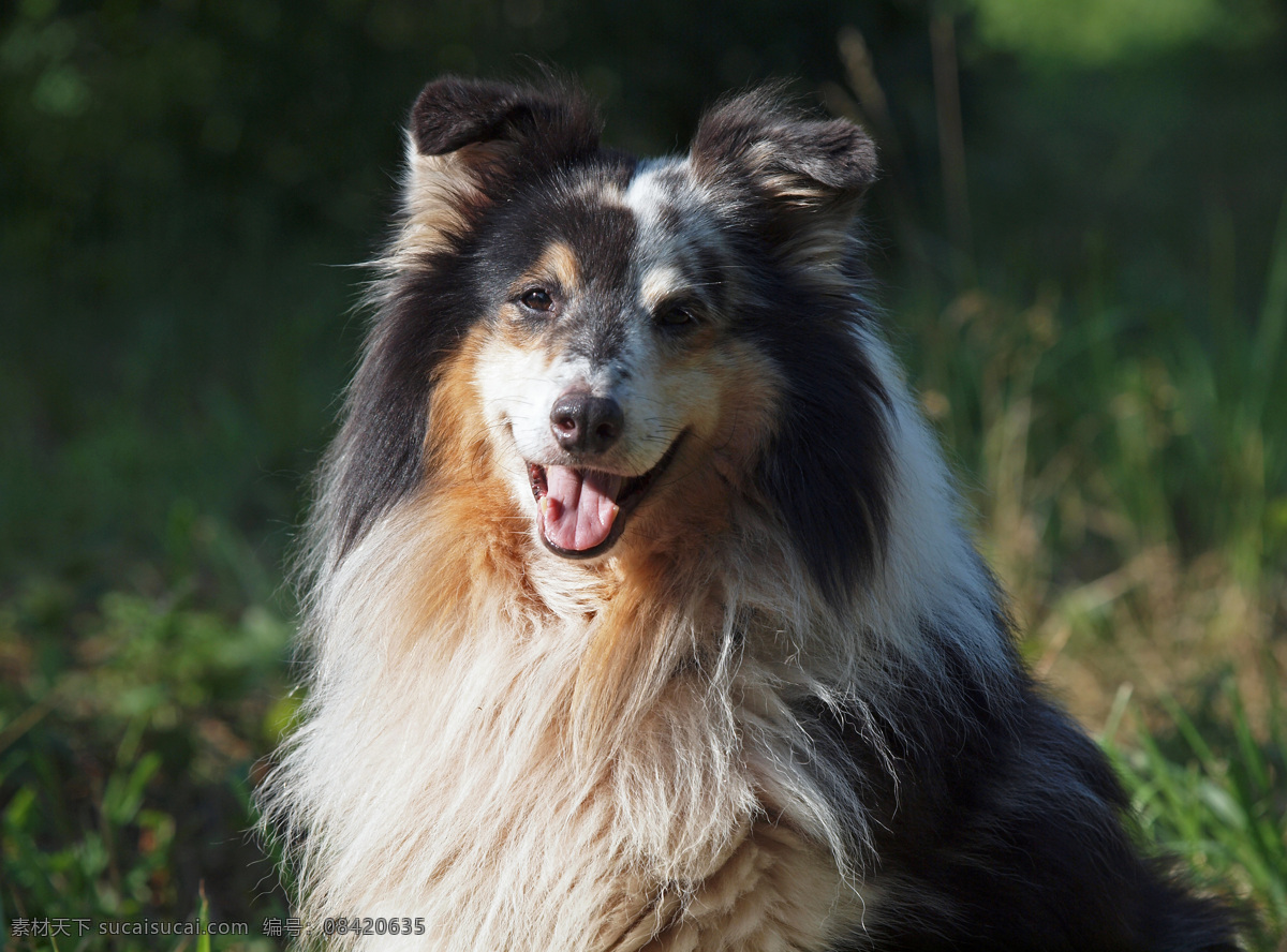 牧羊犬 小狗 狗狗 可爱小狗 动物世界 宠物狗 陆地动物 生物世界