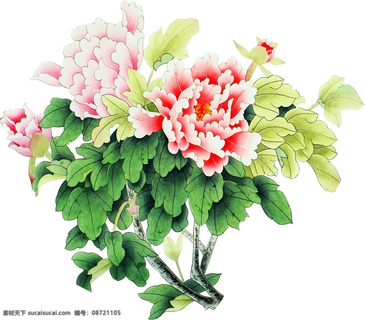 牡丹花 分层 ps素材 工笔牡丹 psd源文件