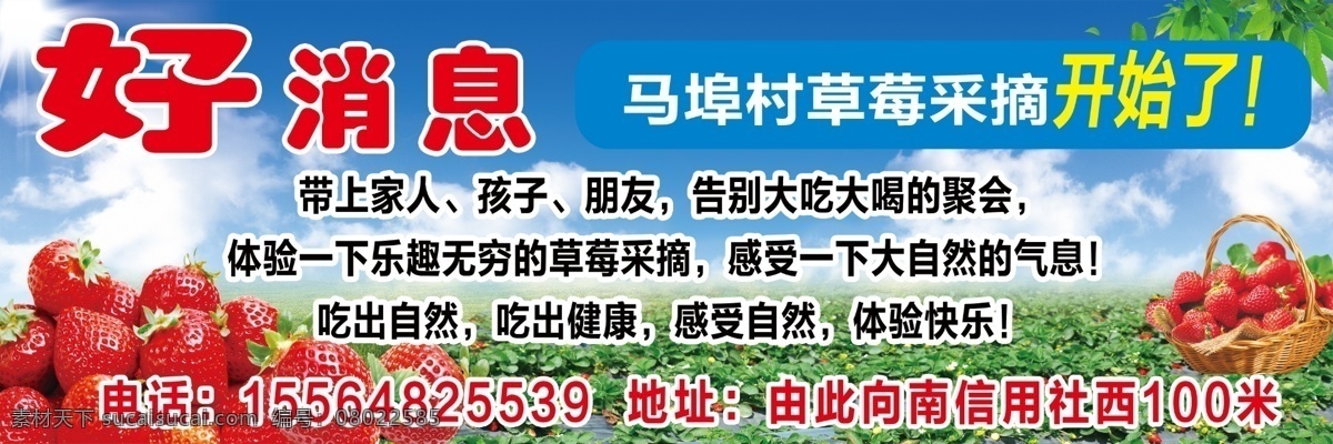 马 埠 村 草莓 采摘 开始 好消息 马埠村 简介 展板模板