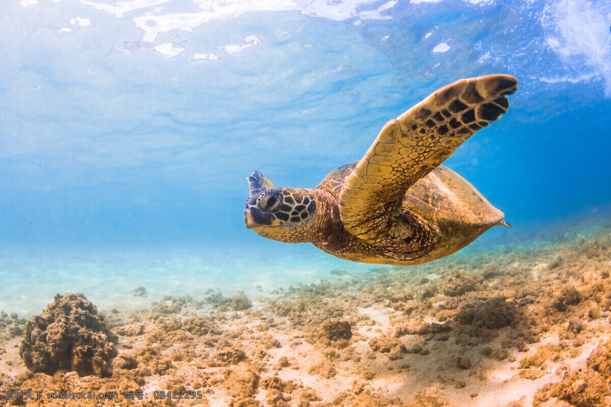 大海龟 大海 海龟 海洋动物 海洋 生物 海洋生物 生物世界