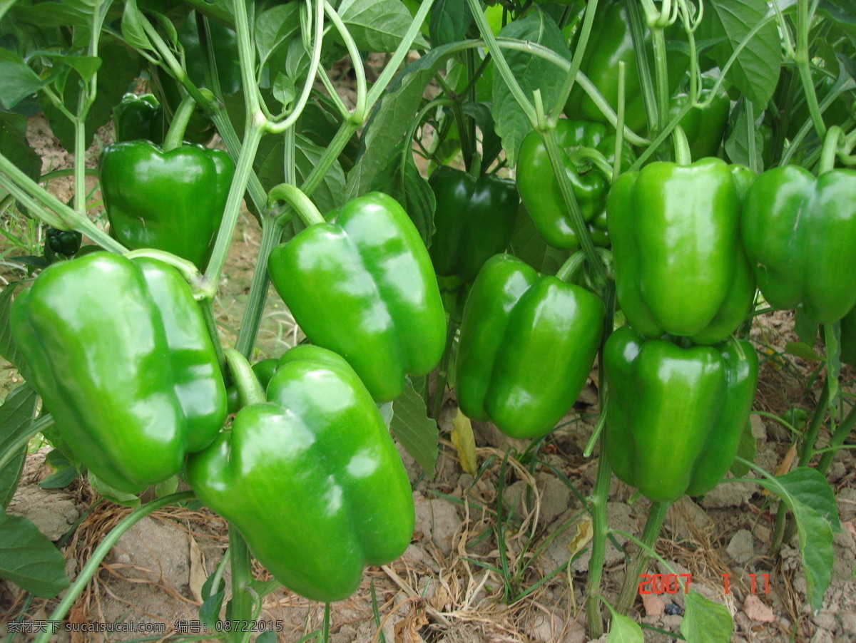 方椒 圆椒 蔬菜 辣椒 蔬菜生长图 种子包装素材 蔬菜照片 生物世界