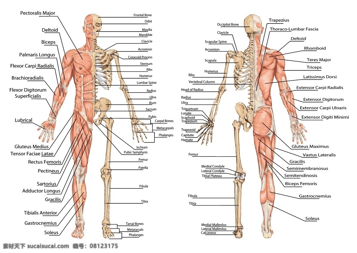 骨骼图 人体图 生活百科 医护 医疗 医疗保健 医疗标志 医疗设计 肌肉图 医药 医学科学 医院 医疗图标 医学 矢量图 现代科技