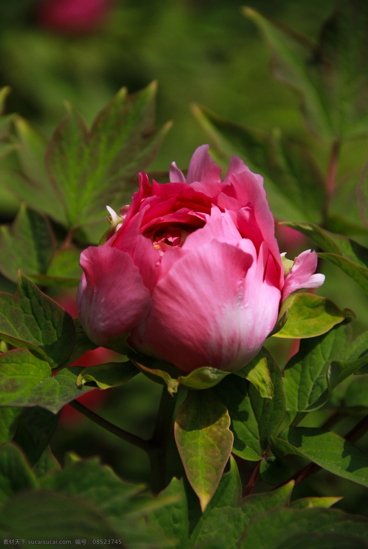 红牡丹花 牡丹花 花卉 植物 生物 花朵 花草 生物世界