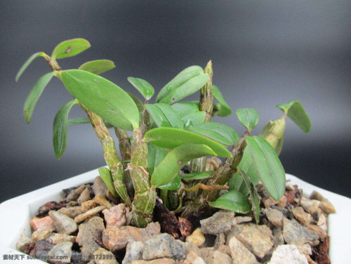 石斛 石斛苗 铁皮石斛 米斛 石斛条 生物世界 花草