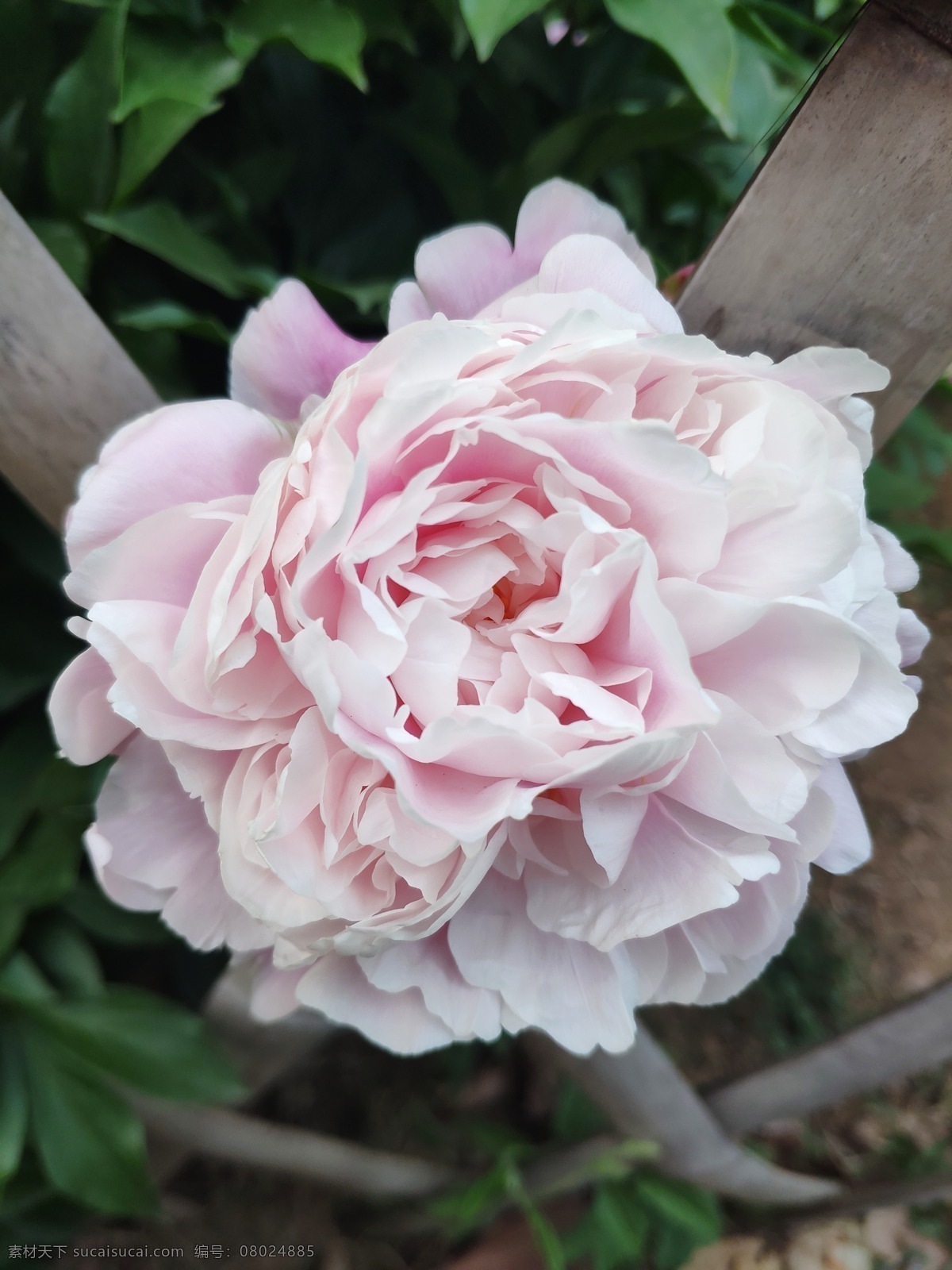 牡丹花 牡丹 花开富贵 鲜花 花卉 花语 花朵 花瓣 生物世界 花草
