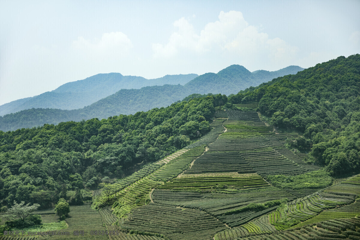 夏天 山 杭州 清新 生机 绿色 自然 茶叶 茶山 龙井 龙坞茶园 夏天图片 山图片 杭州图片 清新图片 生机图片 绿色图片 自然图片 茶叶图片 茶山图片 龙井图片 自然景观 田园风光