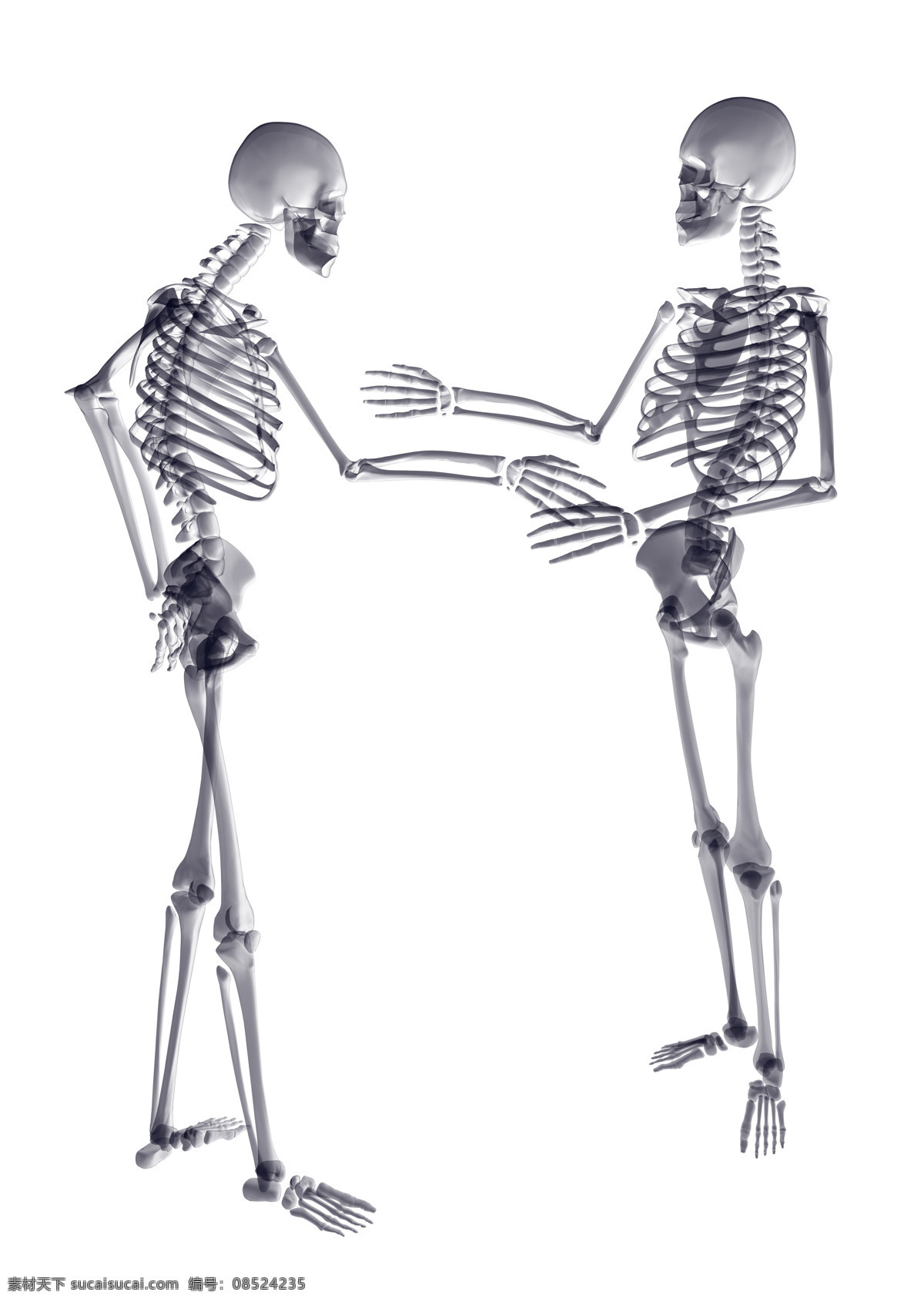 人体骨骼 人体 肢体 模型 效果图 3dmax 医学研究 医学人体 透视人体 人体结构 关节 医学 3d设计 其他模型 生物世界 其他生物