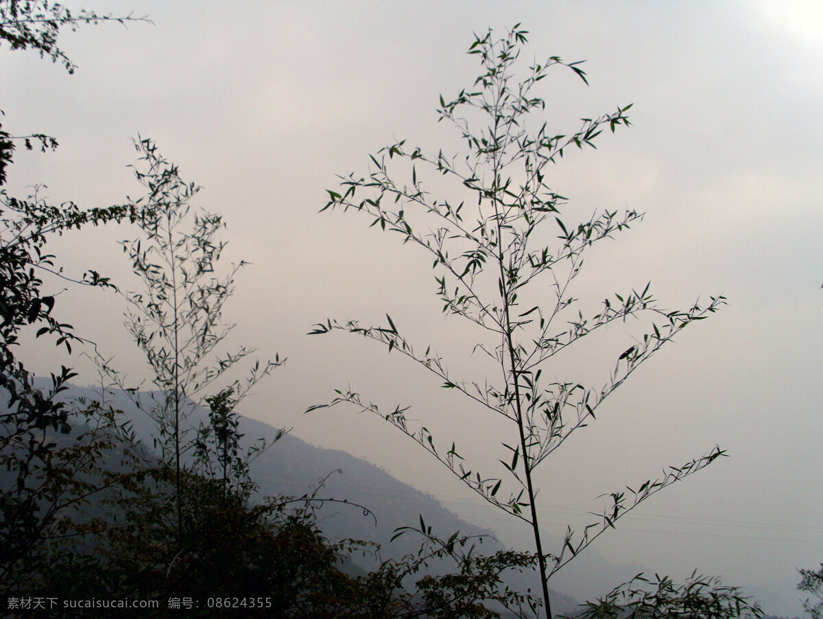 风景 黄昏 景观 暮色 生物世界 树木 树木树叶 中 山竹 暮色中的山竹 安溪 白水山 矢量图 日常生活