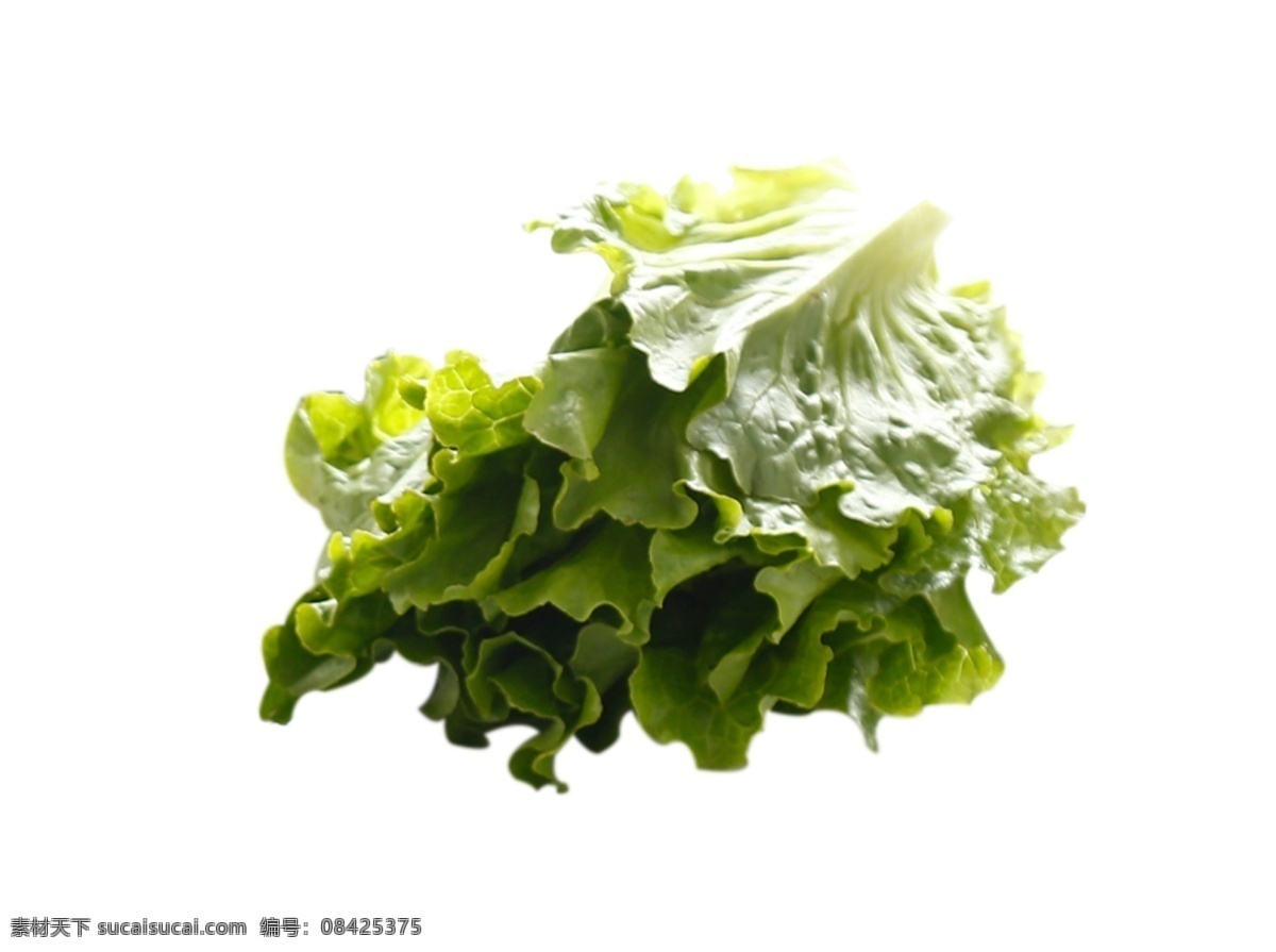 一颗生菜 蔬菜 绿色 食品