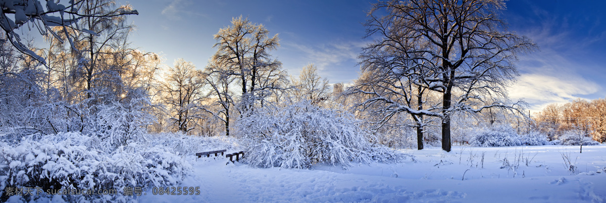 冬天的树林 大树 植物 冬天 冬季 自然风光 景观 景区 底纹背景 雪地 雪景 自然景观 蓝色